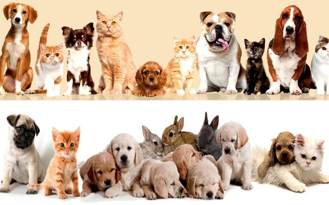 Gansbaai 10 punte van verantwoordelike troeteldier eienaarskap